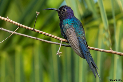 PICAFLOR TIJERETA (Eupetomena macroura) - Mata de Sao Joao - Bahía - BRASIL (Julio 2017)